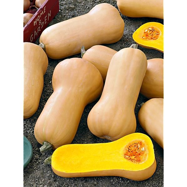 Courge butternut à la coupe