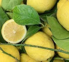 Citron jaune à feuille